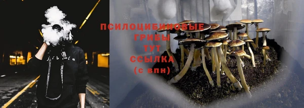 стаф Алзамай
